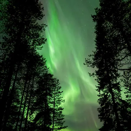 On The Edge Of The Woods