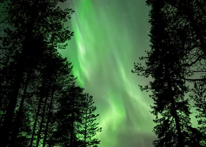 On The Edge Of The Woods