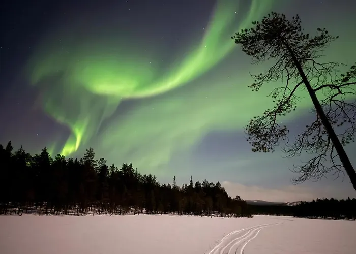 On The Edge Of The Woods